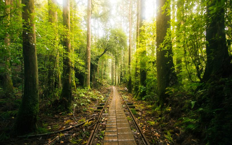 Old railway tracks embedded in sunlit forest trail path
