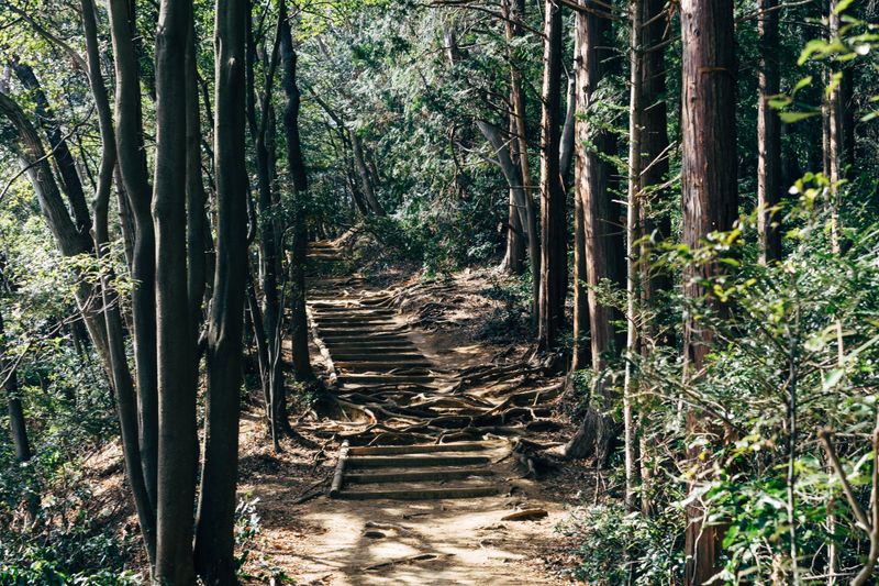 Sunlit dirt steps with exposed roots through cedar forest