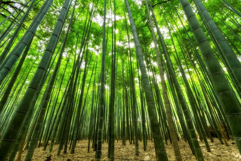 Kyoto on a Budget: Free Bamboo Groves & Hidden Temples