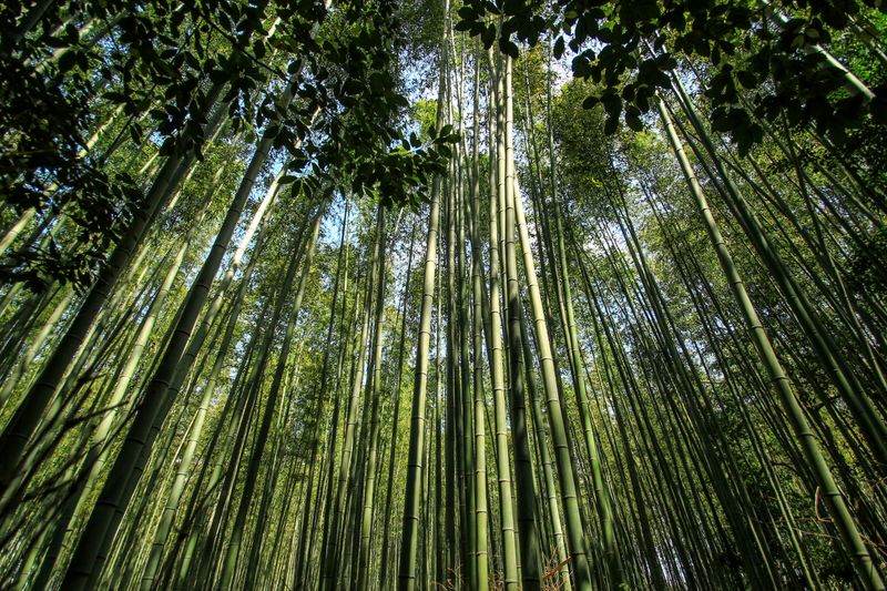 Low-angle view of bamboo canopy against bright blue sky