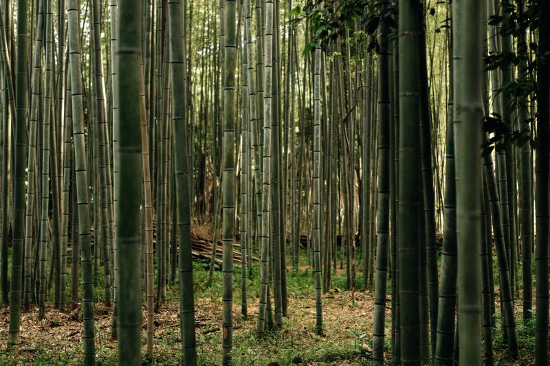 Dense bamboo stalks with sunlit undergrowth on forest floor
