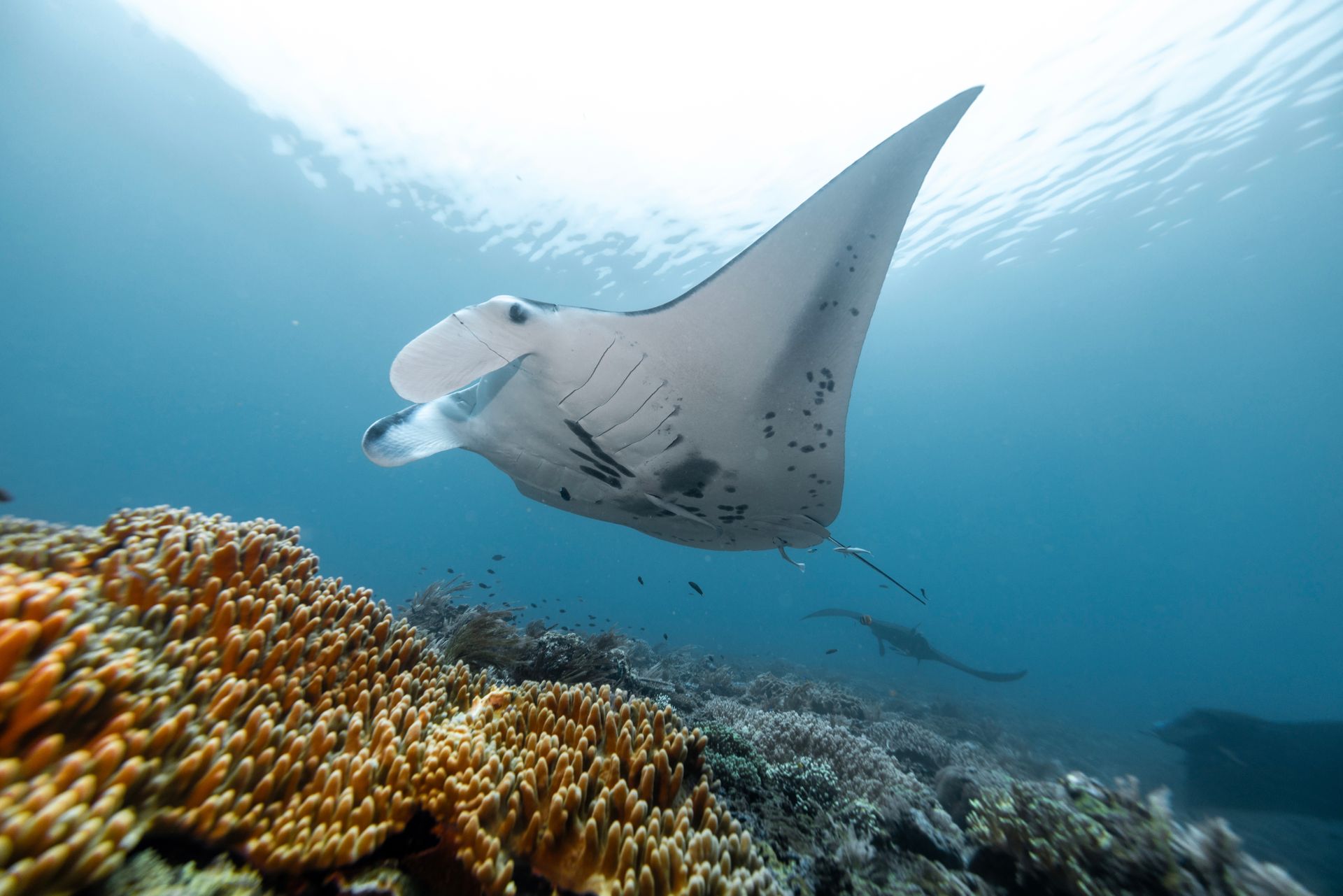 South Male Atoll Reef 1