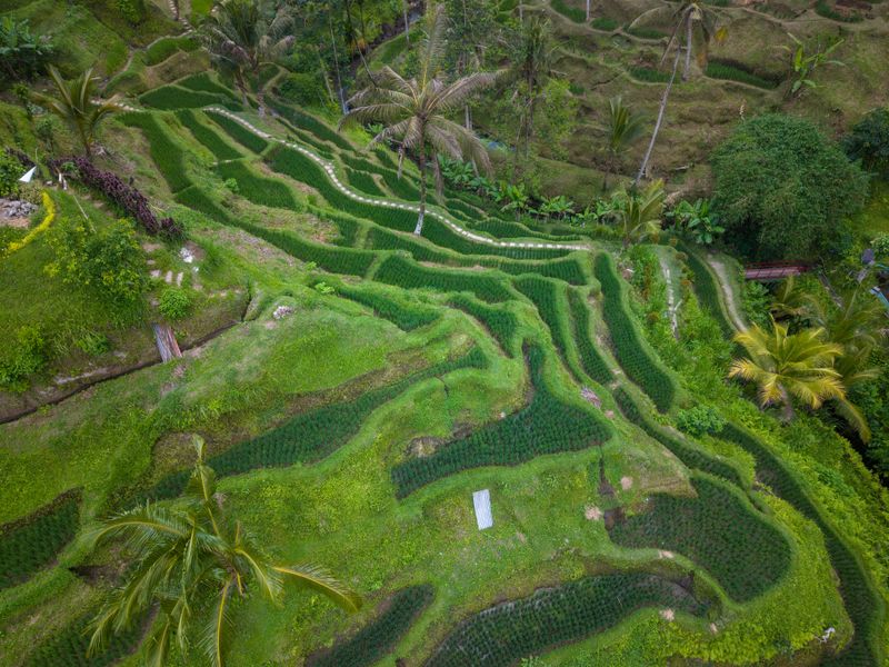 Bali Rice Terraces 2