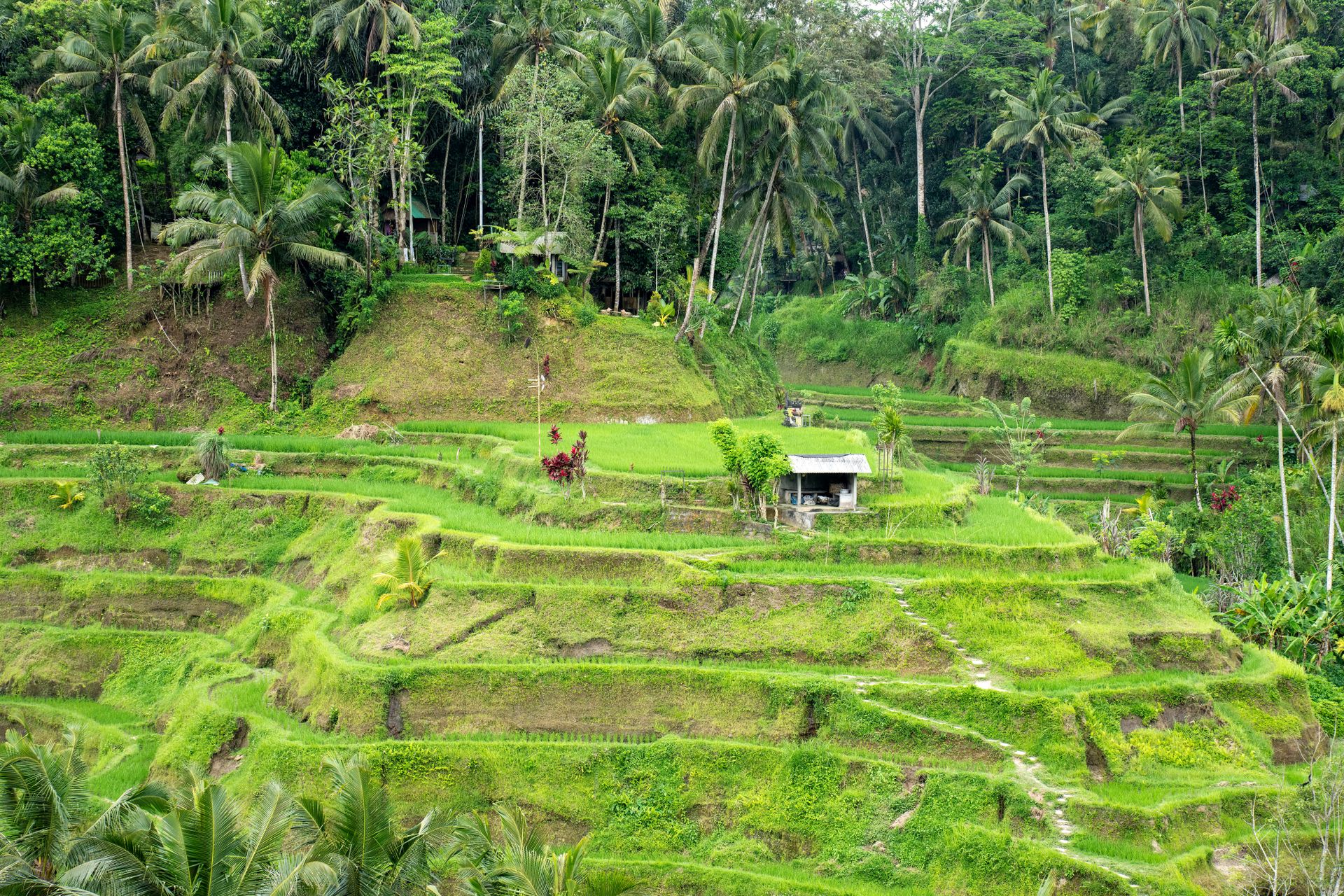 Bali on a Budget: Free Waterfalls & Rice-Terrace Views