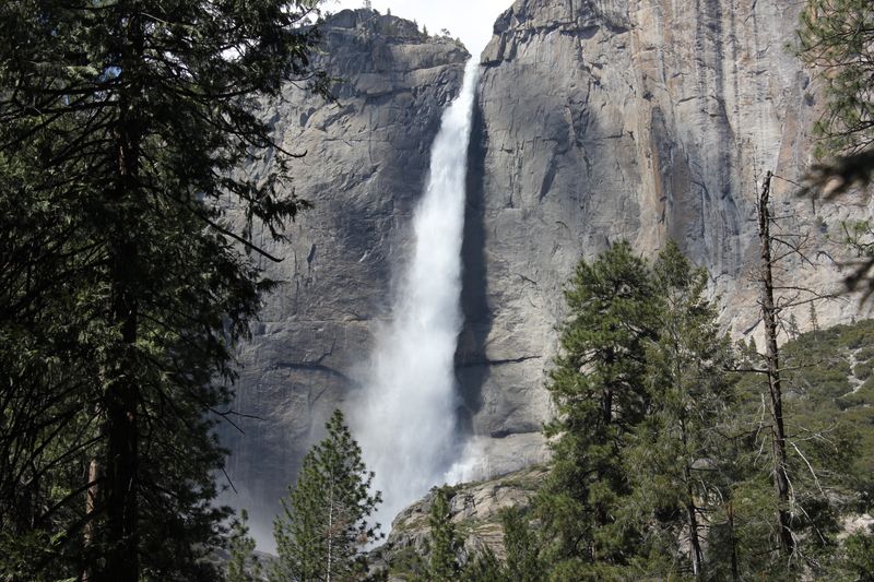 Yosemite's Hidden Waterfall Trails: Why a Private Guide Is Worth It Upper Yosemite Fall framed by pine trees close-up