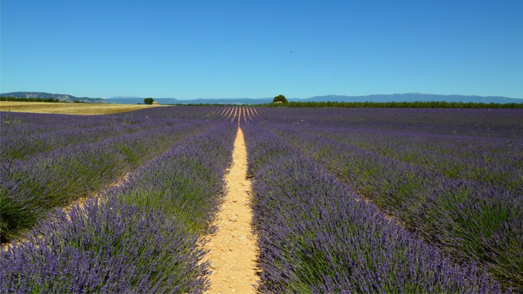 Provence's Hidden Lavender Fields: Skip the Tour Buses, Pay Nothing