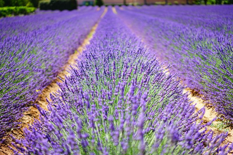 Close-up rows of lavender bushes with soft-focus background