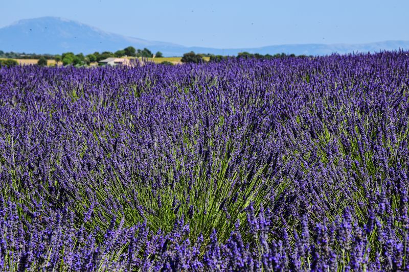Dense lavender field with distant farmhouse and hills