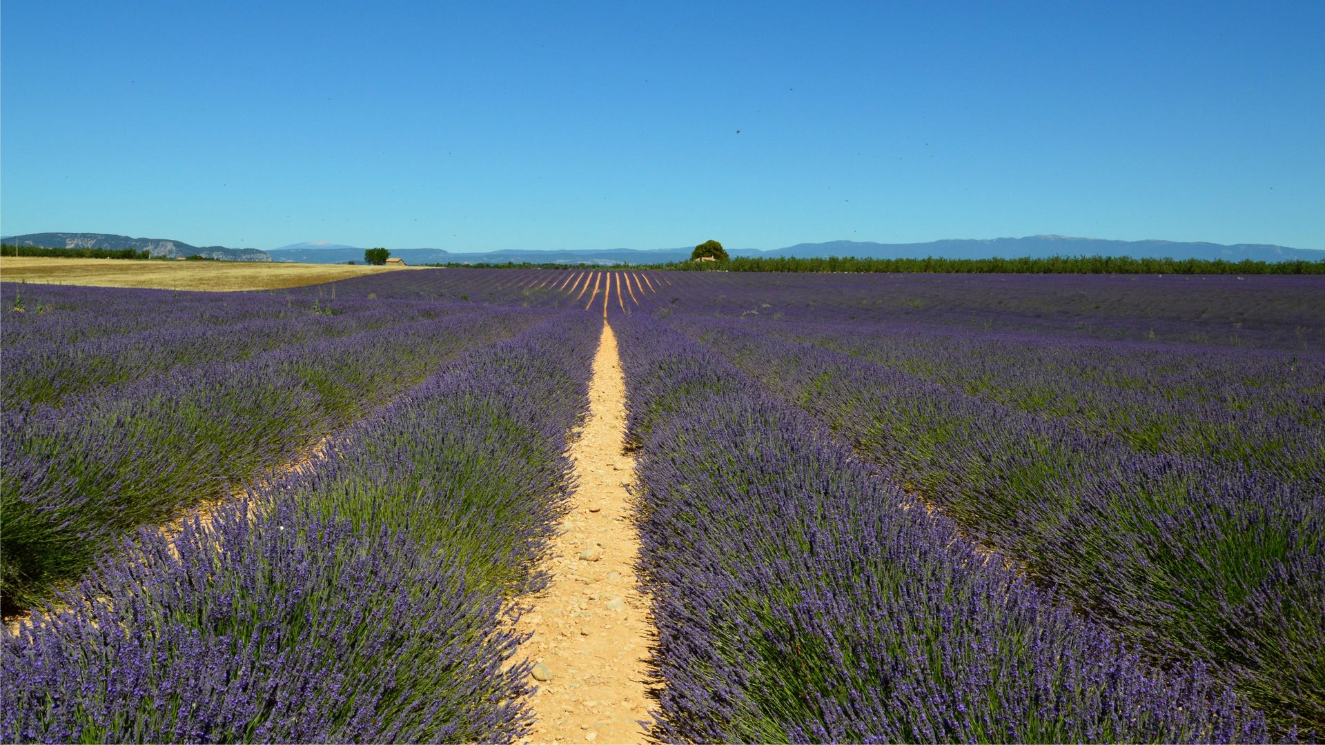 Provence’s Hidden Lavender Fields: Skip the Tour Buses, Pay Nothing